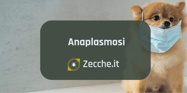 cance con anaplasmosi canina che porta una mascherina