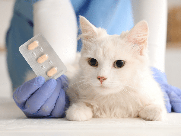antiparassitario gatti per via orale