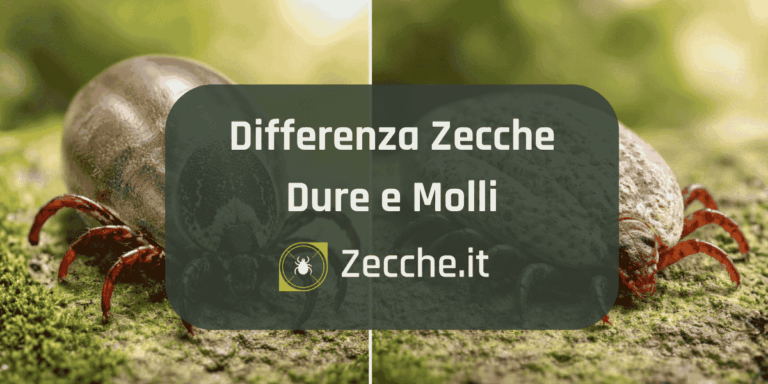 Confronto visivo tra zecca dura e zecca molle su superficie naturale per riconoscerne le differenze morfologiche