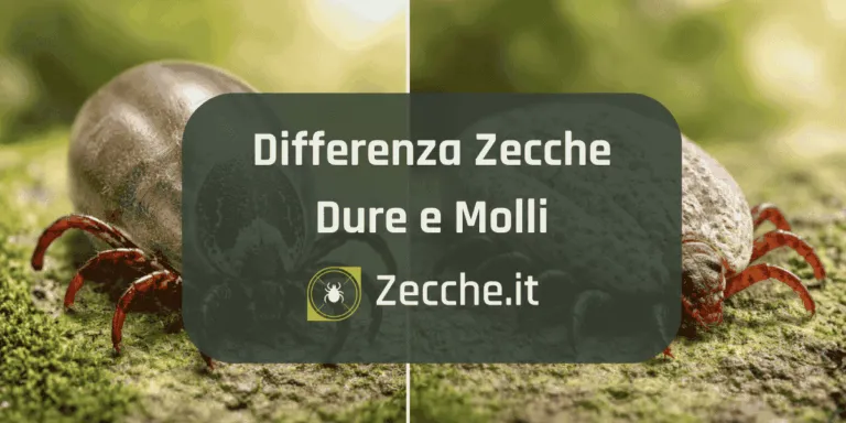 Confronto visivo tra zecca dura e zecca molle su superficie naturale per riconoscerne le differenze morfologiche