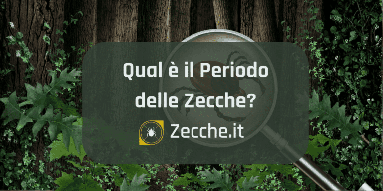 periodo zecche