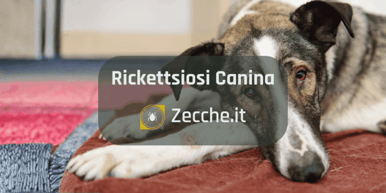 cane con rickettsiosi canina